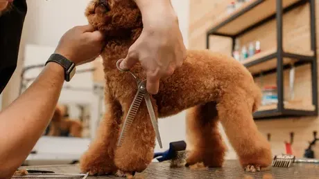 Снимка от блога на Goldy Grooming Studio