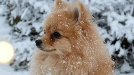 Снимка от блога на Goldy Grooming Studio